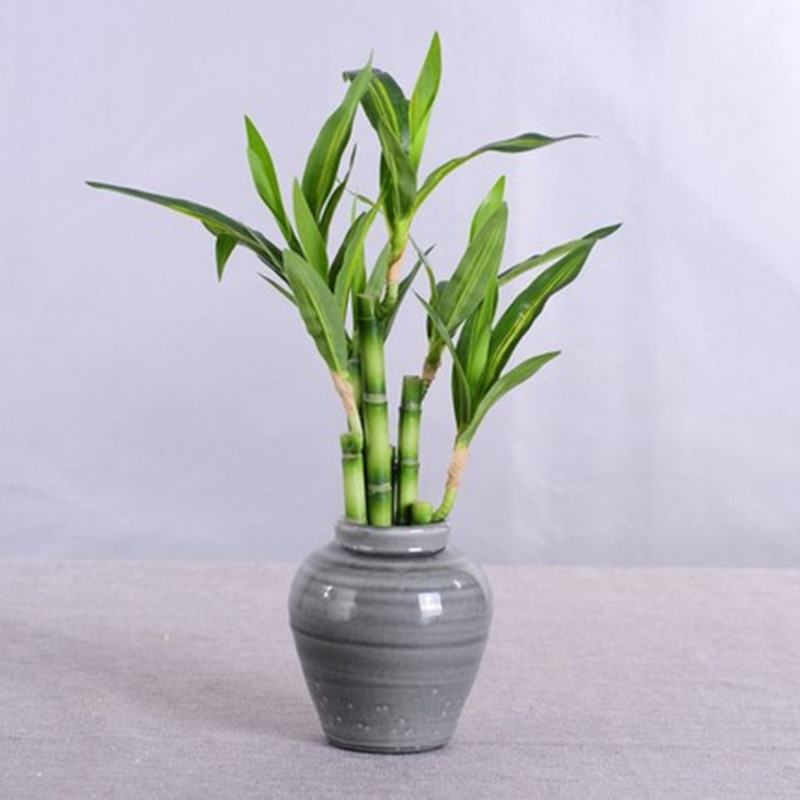 New 40cm rFtificial Lucky Bamb - Echeveria Succulent recensione e prezzo