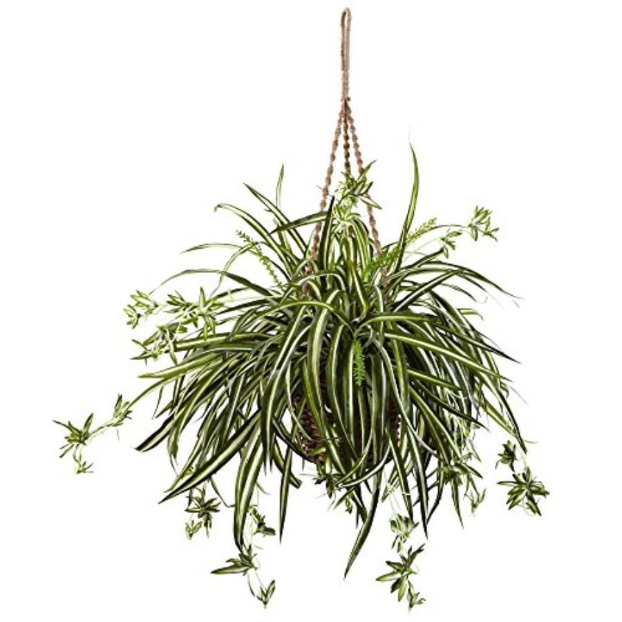 Spider Plant Hanging Basket fo - Spider Plant Hanging recensione e prezzo