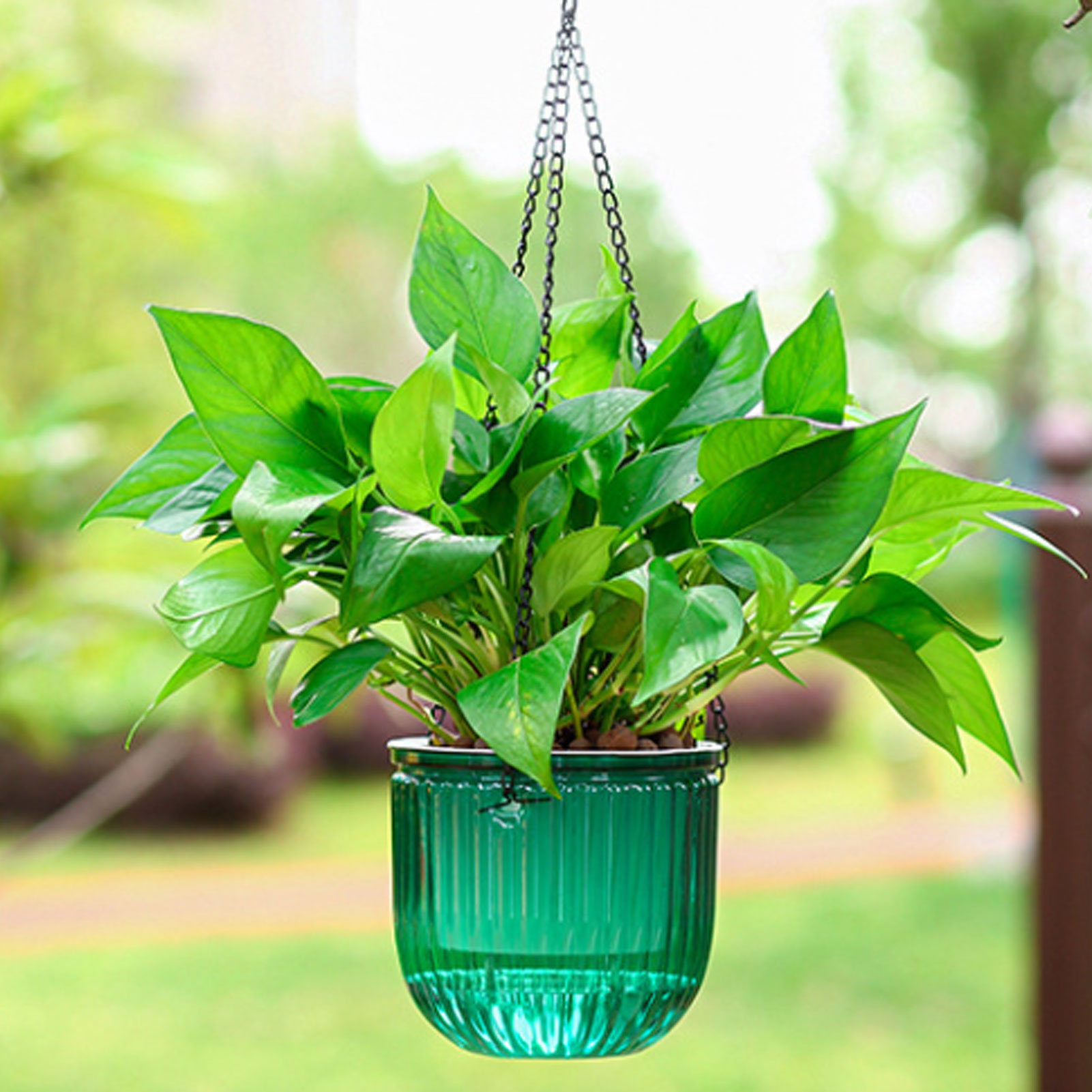 Automatic Self Watering Plant  - Spider Plant Hanging recensione e prezzo