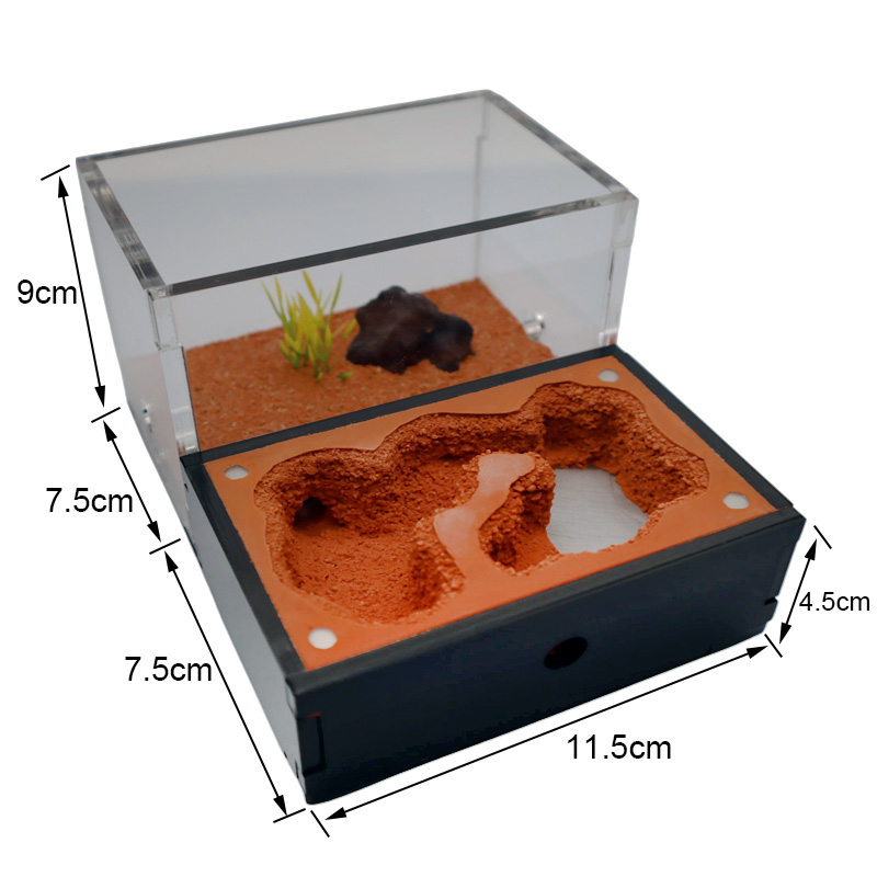 Yellow Soil Ant Farm with Exte - Begonia Rex recensione e prezzo