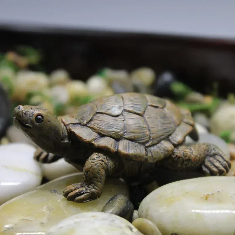 Simulation of Small Turtle Res - Echeveria Succulent recensione e prezzo