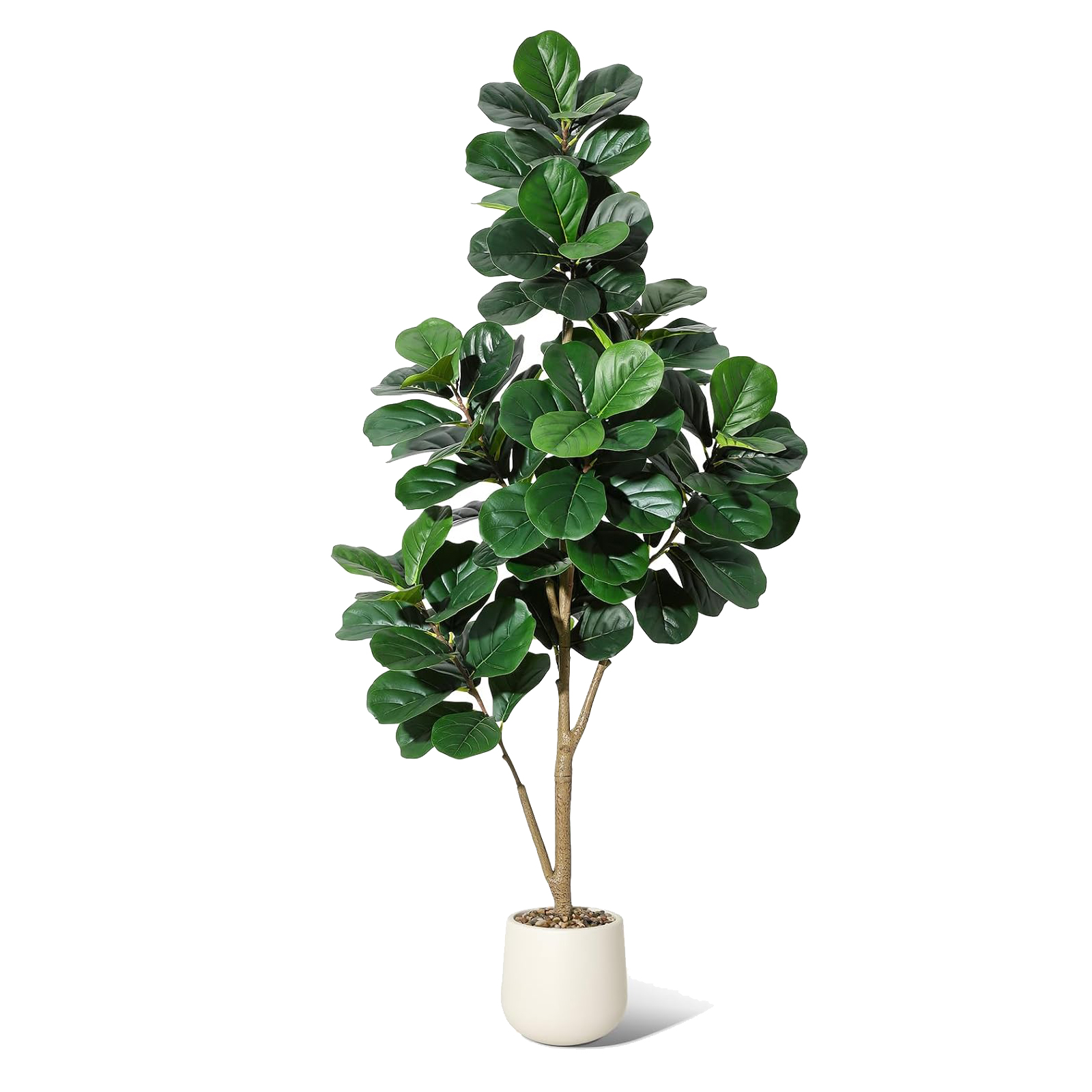 4-7 FT Fiddle Leaf Fig Tree Ar - Ficus Lyrata Tree recensione e prezzo