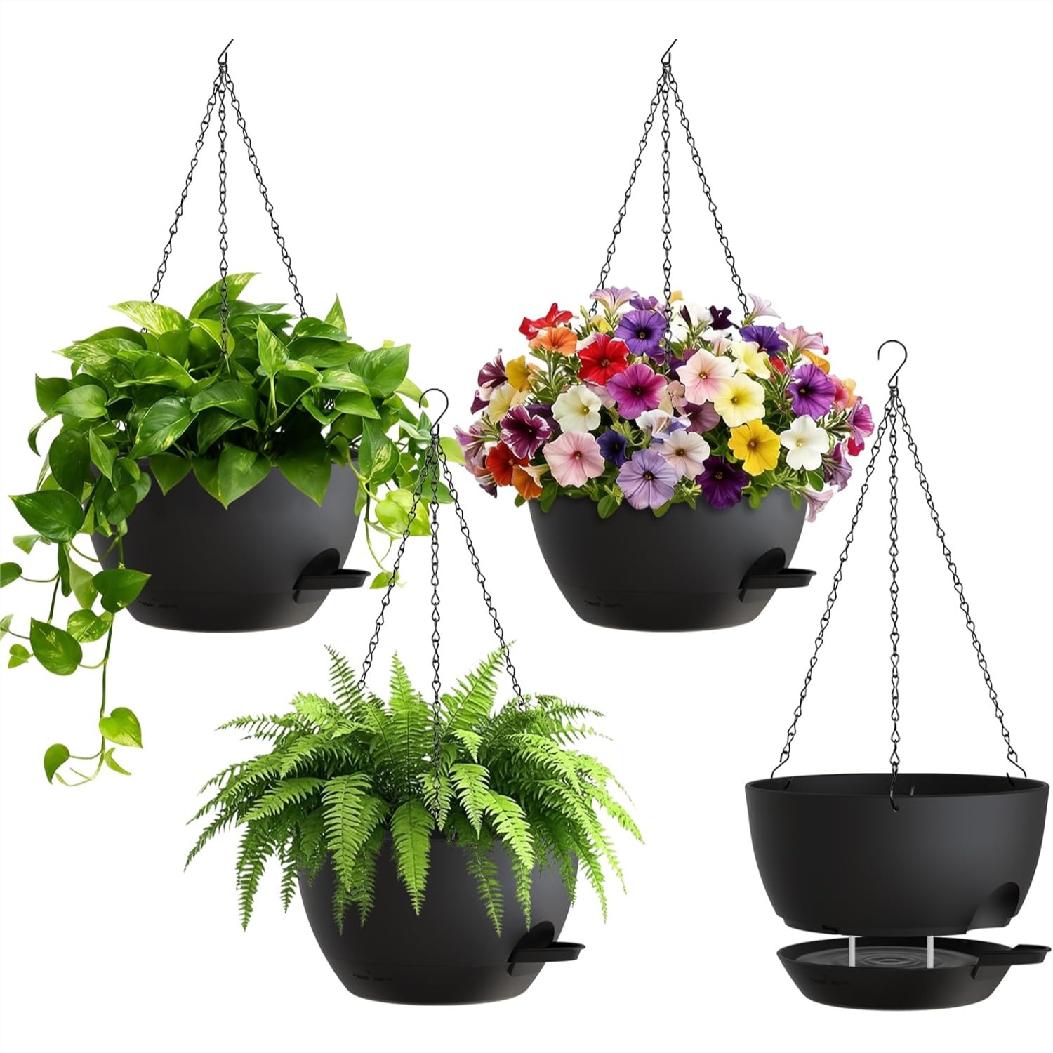 8 Inch Self Watering Hanging P - Spider Plant Hanging recensione e prezzo