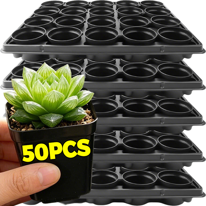 10/50Pcs Square Succulent Plas - Echeveria Succulent recensione e prezzo