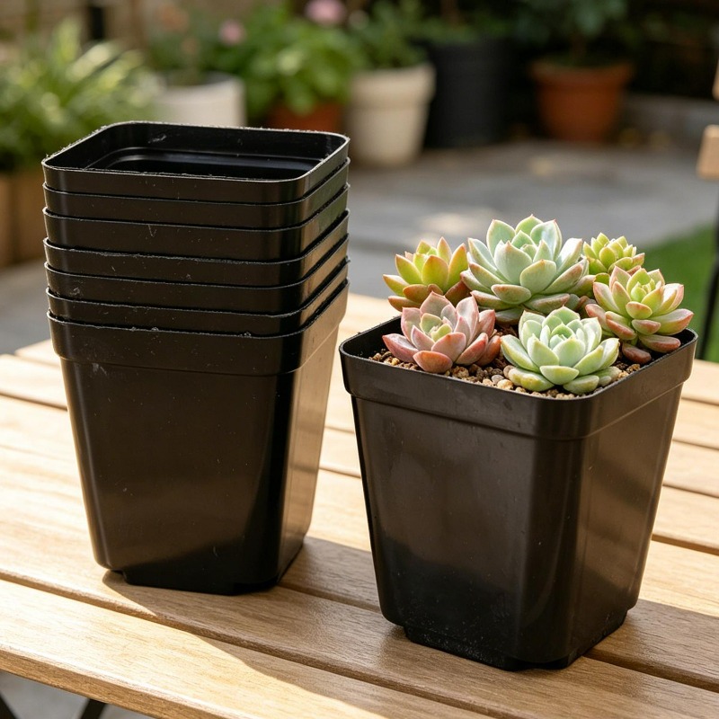 10/50Pcs Square Succulent Plas - Echeveria Succulent recensione e prezzo