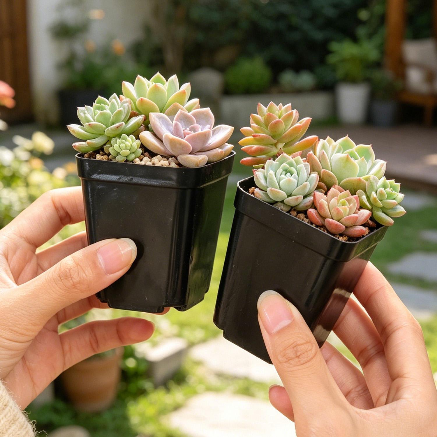 10/50Pcs Square Succulent Plas - Echeveria Succulent recensione e prezzo