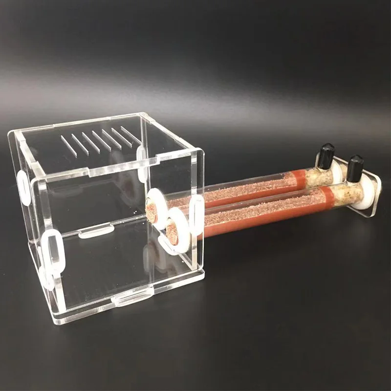 DIY Various Size Ant Farm Bamb - Begonia Rex recensione e prezzo