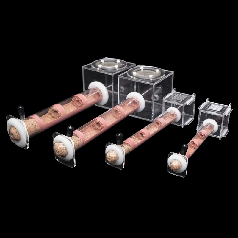 DIY Various Size Ant Farm Bamb - Begonia Rex recensione e prezzo