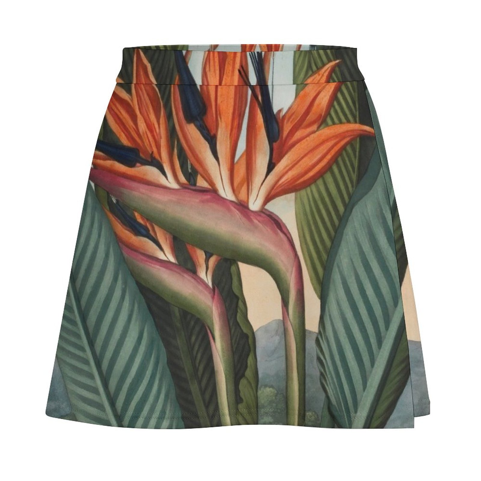 Botanical illustration: Bird o - Bird Paradise Strelitzia recensione e prezzo