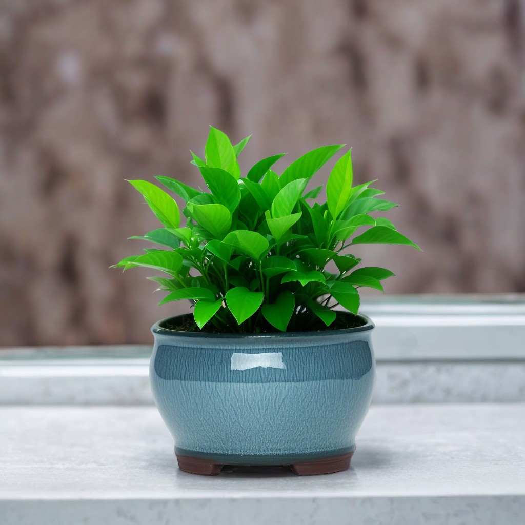 Ceramic Garden Planter Pots Ce - Aloe Vera Pot recensione e prezzo