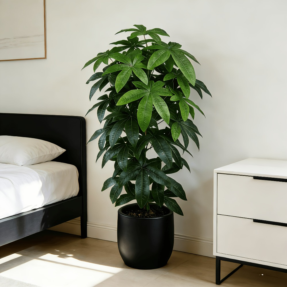 An Artificial Money Tree Pachi - Dracaena Marginata recensione e prezzo
