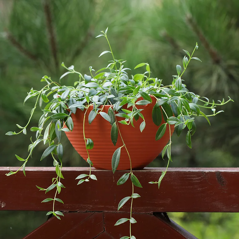 Plastic hanging basket flower  - Spider Plant Hanging recensione e prezzo